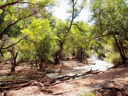 Stream through Supai