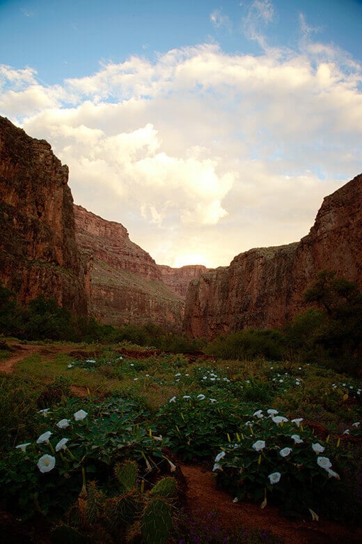 Sunrise in the canyon