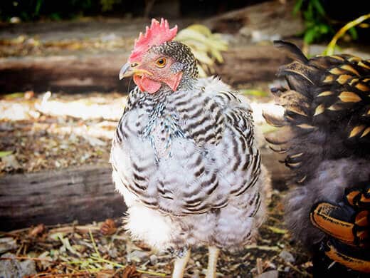 Molting hen