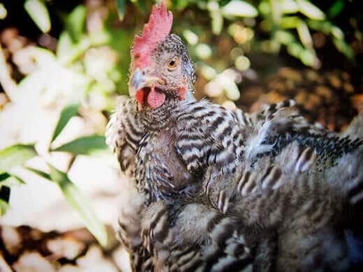 Chicken in hard molt