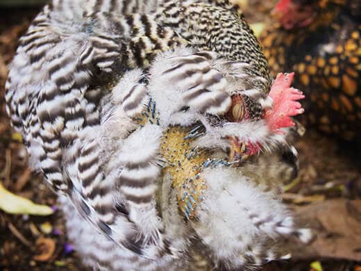 Hen in heavy molt