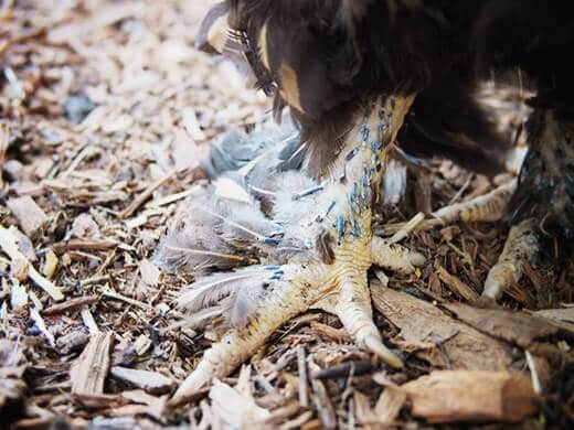 Cochin hen shedding feet feathers