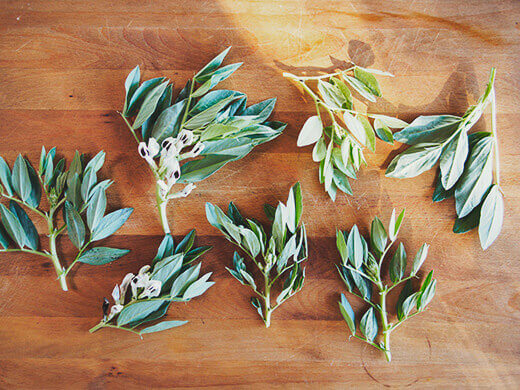 Fava sprigs