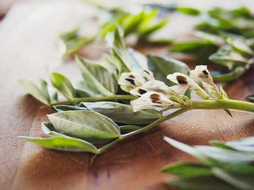 The tender tops and blossoms from the fava bean plant