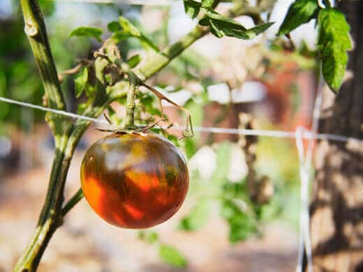 Vine-ripened tomatoes in the middle of January