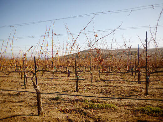 River Road winery