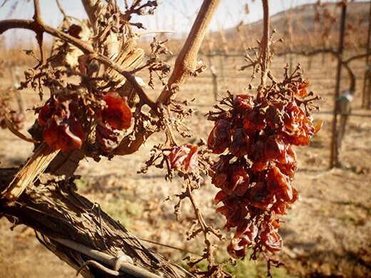 Raisins on the vine