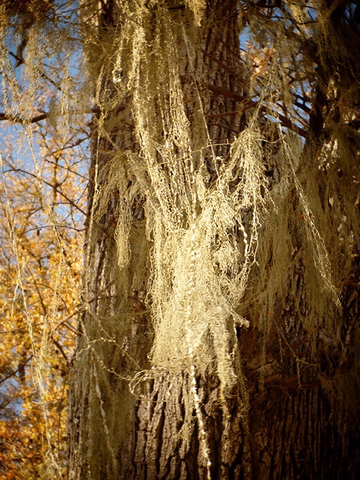 Mossy tree
