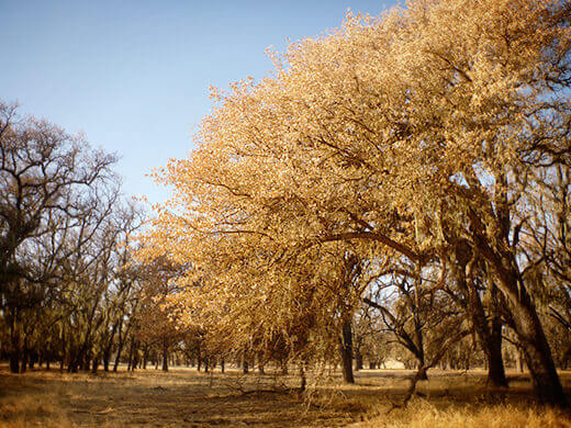 Oaks in winter