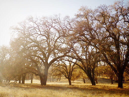 Oaks in winter