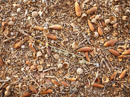 Acorns