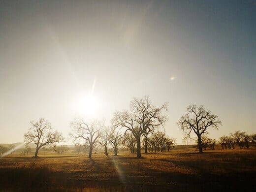 Winter oaks on Jolon Road