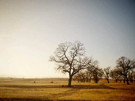 Winter oaks on Jolon Road