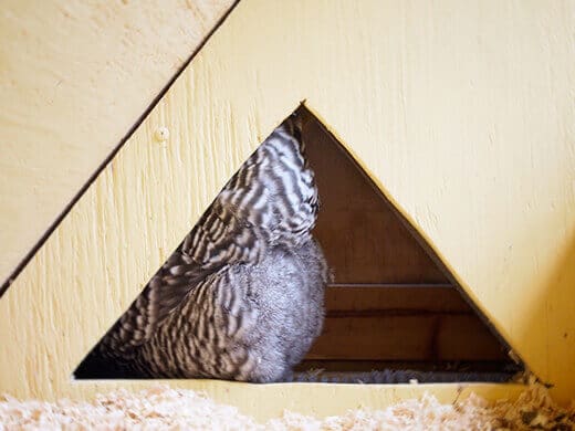 Kimora in her nest