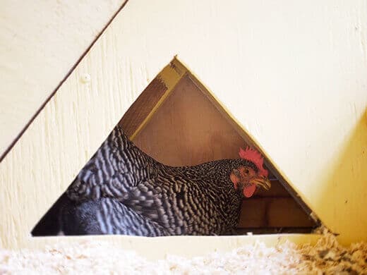 Kimora in her nest