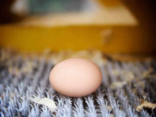 A beautiful brown egg from Kimora