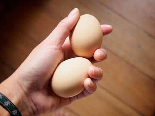 The first eggs of the year