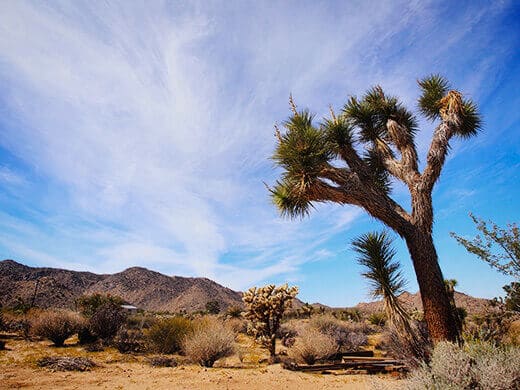 The sacred joshua tree