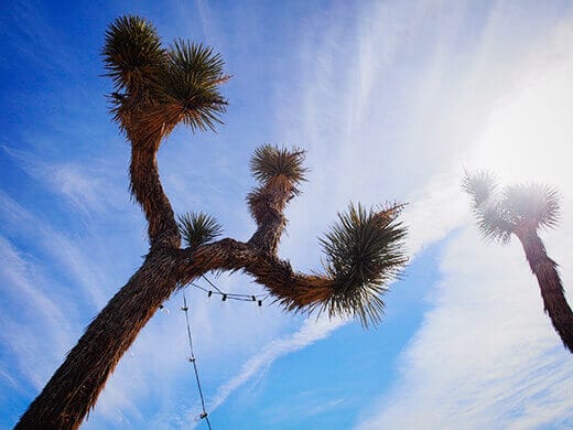 Joshua trees