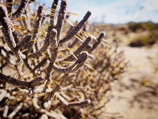 Thorny cactus