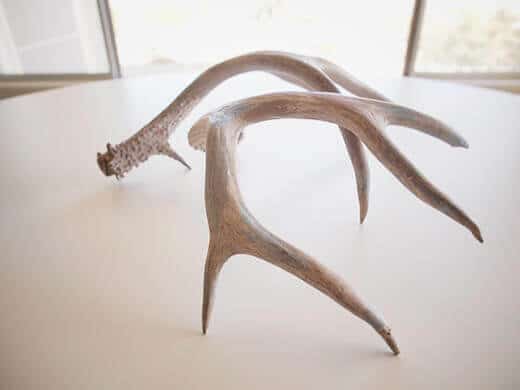 Antlers