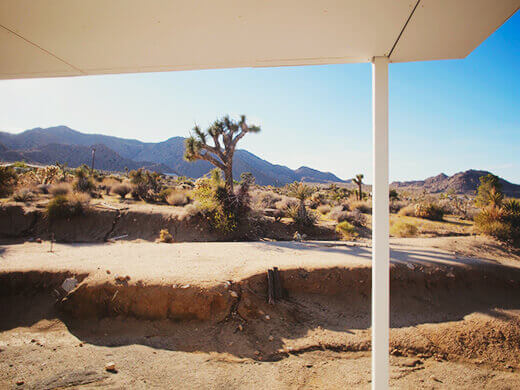 Joshua tree in my backyard