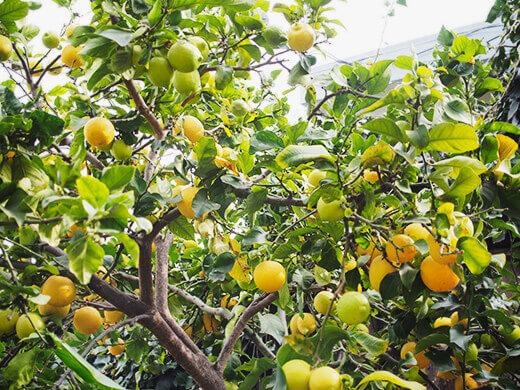 Lemons