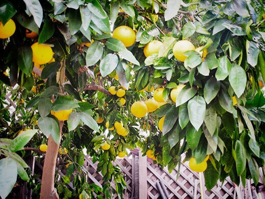 Grapefruits