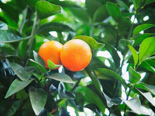 Mandarins