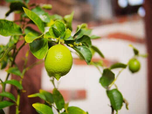 Limes