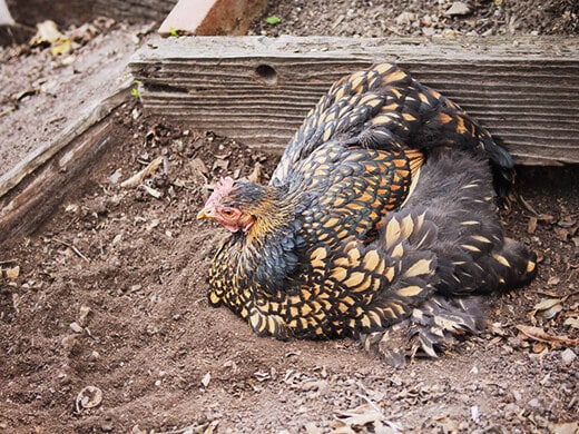 Bathing in loose, airy dirt