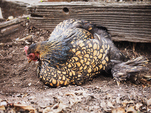 Bathing in loose, airy dirt