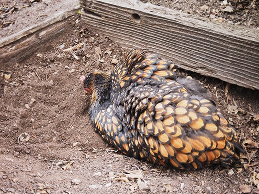 Cleaning herself with a dust bath