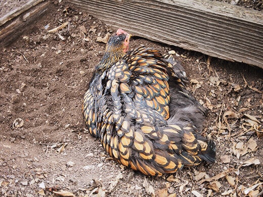 Cleaning herself with a dust bath