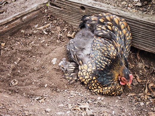 Luxuriating in a dust bath
