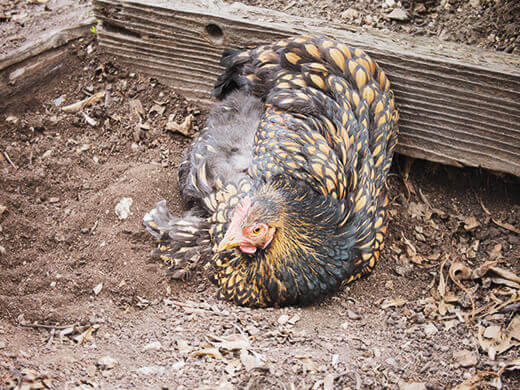 Luxuriating in a dust bath