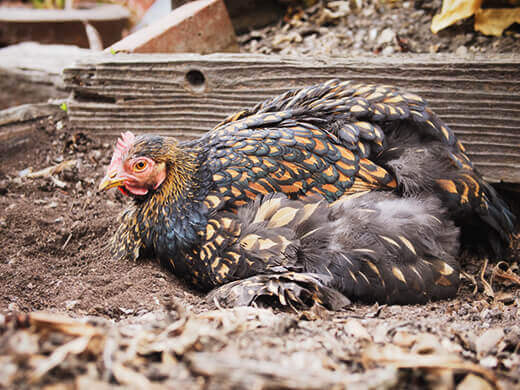One satisfied hen