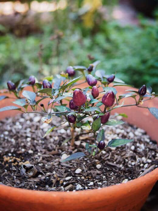 Filius Blue pepper