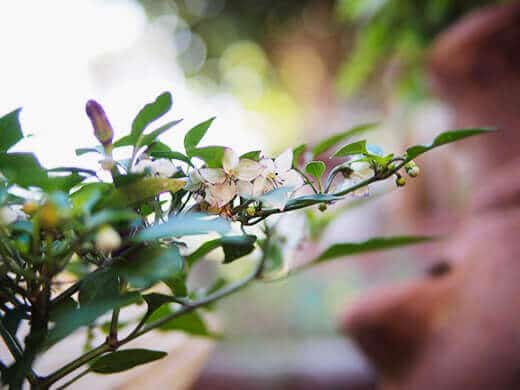 Filius Blue pepper plant in bloom