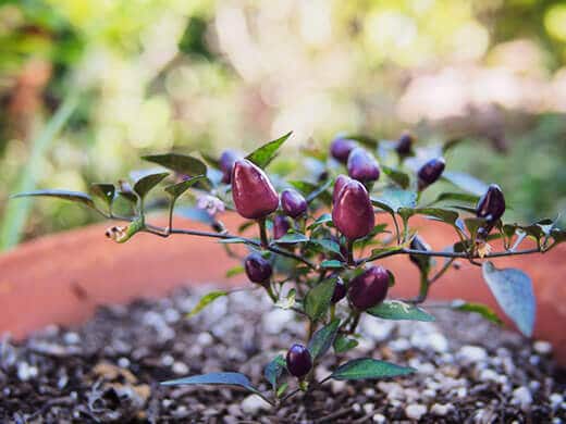 Filius Blue heirloom pepper