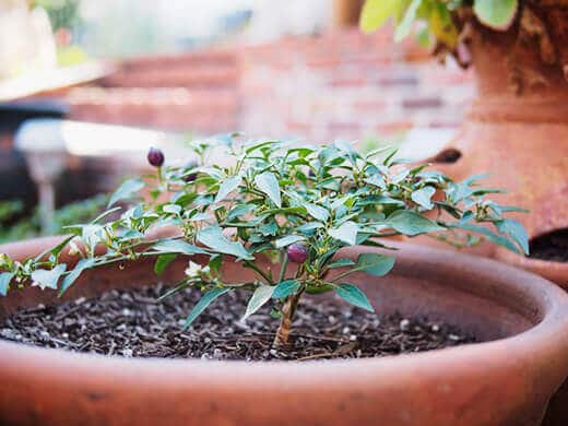 Compact pepper plant