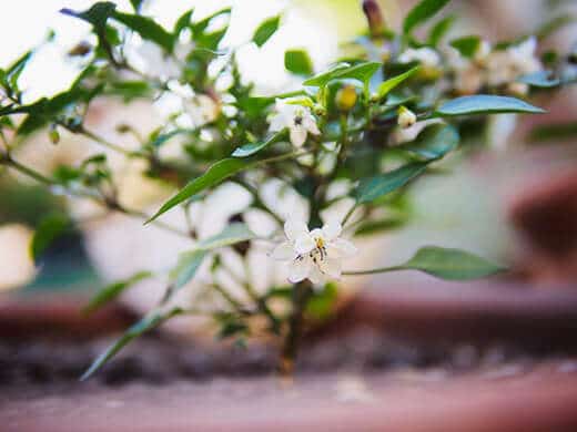 Filius Blue flowers