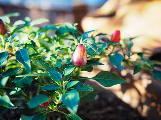 Filius Blue chile pepper