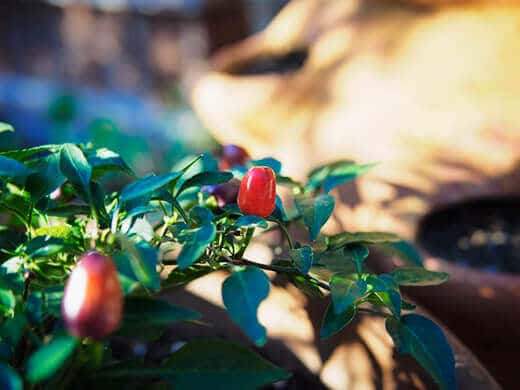 Filius Blue pepper maturing into red fruit