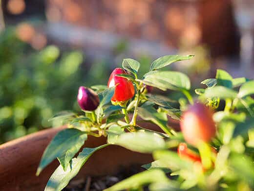 Blue and red peppers