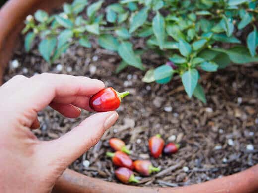 Mature red pepper