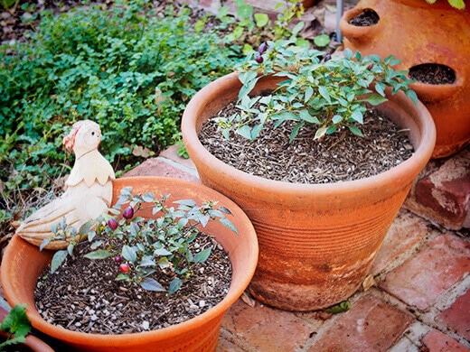 Container pepper plants