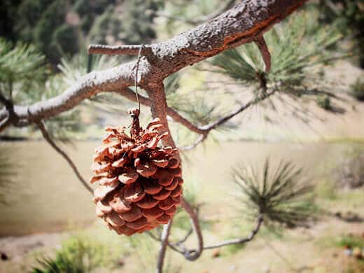 Pine cone ornament