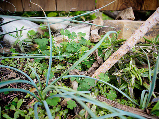 Weeds between the desert plants