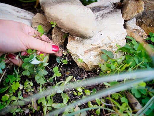 Wood sorrel